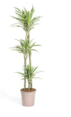 Produktbild von Drachenbaum - Drachenlilie - Dracaena deremensis White Stripe - 130-150cm hoch