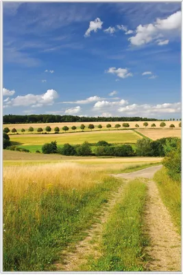 Produktbild von Wallario Wandbild Feldlandschaft unter blauem Himmel, Größe: 61 x 91,50 cm, Poster mit weißem Aluminiumrahmen