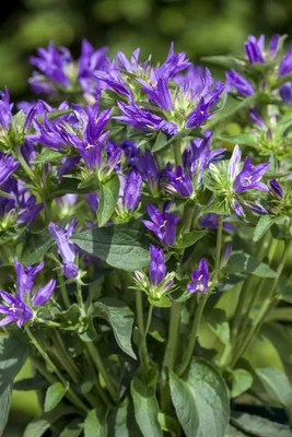 Produktbild von Campanula glomerata 'Acaulis', Glockenblume, violett, ca. 9x9 cm Topf