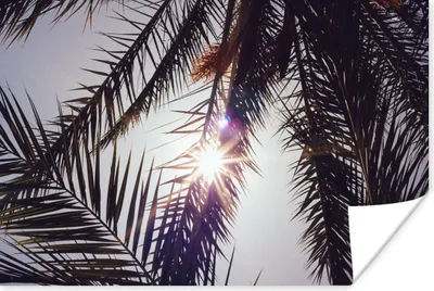 Produktbild von MuchoWow® Poster Palmwedel - Sonne - Sommer 120x80 cm - Bilder