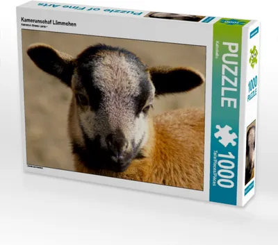 Produktbild von Calvendo Kamerunschaf Lämmchen 1000 Teile Puzzle quer 640x480mm, CALVENDO; 7312165