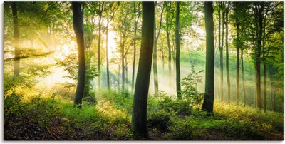 Produktbild von ARTland Leinwandbild Herbst im Wald II Größe: 40x20 cm