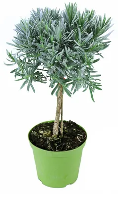 Produktbild von Enseleits Lavendel Baum, Lavendel Stamm, Stämmchen, Marktfrische Lavendel Pflanze