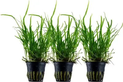 Produktbild von Aquarium Pflanze 3 Stück Microsorum pteropus 'Trident' AquaOne Nr.308G Set