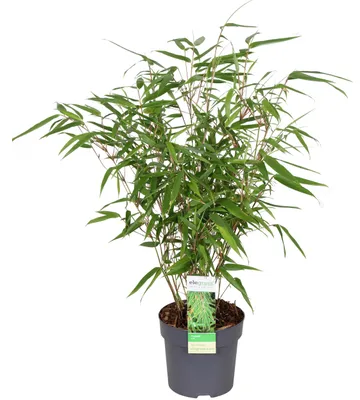 Produktbild von Fargesia rufa Drachenkopf Bambus 50cm XXL