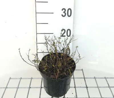 Produktbild von Spiraea jap. 'Little Princess' - Brautspiere  20- 25 cm - Container