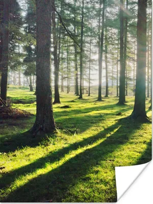 Produktbild von MuchoWow® Poster Bäume - Natur - Wald 30x40 cm - Wandplakat - Poster Kinderzimmer