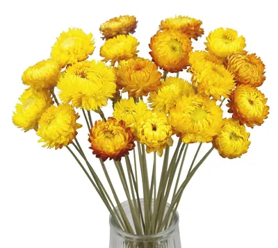 20 getrocknete Gänseblümchen, gelb, 32 cm, für Vase & DIY
