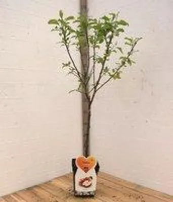 Productafbeelding van Gala Appelboom -Fruitboom- 120 cm hoog- Laagstam- Potgekweekt- professioneel telersras