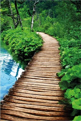 Produktbild von Wallario Poster - Holzweg im Wald, Kunstdruck Größe: 61 x 91,50 cm