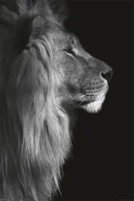Produktbild von Wildlife - Löwe - Tierportrait - Poster Druck 61x91,5
