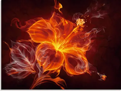 Produktbild von Misha: Feuerblume - Glasbild, Größe:60x80 cm / Glasbild