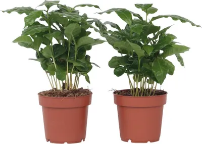 Zdjęcie produktu dla Kawowiec - 2 szt - Coffea arabica - Wysokość 25-40cm - ⌀12cm