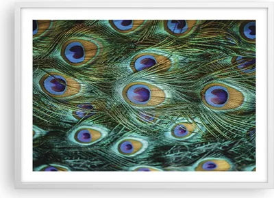 Produktbild von Gerahmtes Poster - Weißer Rahmen - Pfauen Feder Makro - 70x50 cm - Wand Bild - Wanddeko - Wandbilder - Kunstposter - Wandposter - Bilderrahmen - Bilder - Kunstdruck - Wandbild - P2WAA70x50-4159
