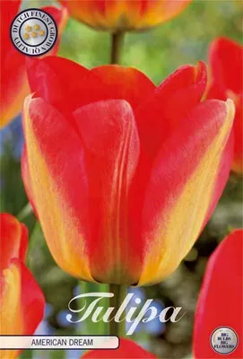 Artikelbild 2 von 'Tulpe American Dream' aus der Kategorie Darwin-Hybrid-Tulpen
