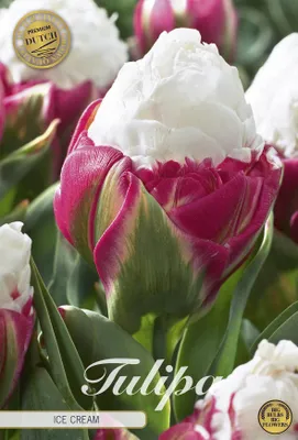 Artikelbild 2 von 'Tulpe Ice Cream (5 Stück)' aus der Kategorie Tulpenzwiebeln