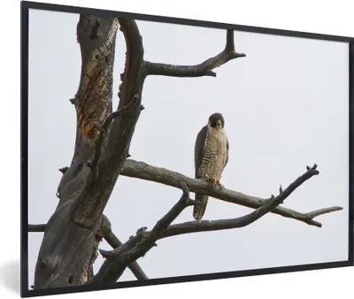 Produktbild von MuchoWow® Gerahmtes Poster Wanderfalke - Baum - Äste 90x60 cm - Poster mit Schwarzem Bilderrahmen Wandposter Rahmen Foto Bilder - Fotorahmen - Foto-Plakat