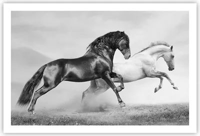 Produktbild von Poster - Poster ohne Rahmen - Pferde Tiere Galopp Wiese - 91,5x61 cm - Wand Bild - Wanddeko - Wandbilder - Kunstposter - Wandposter - Bilder - Kunstdruck - Wanddekoration - Wandbild - P2XAA91x61-2683