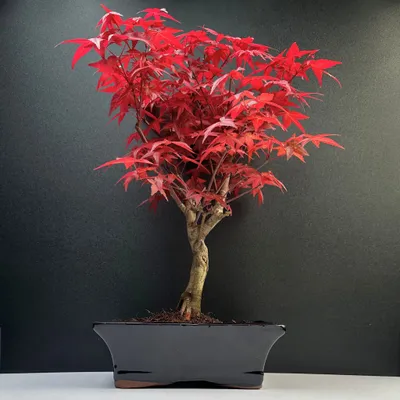 Produktbild von Bonsai DE - Bonsai baum Japanischer Fächerahorn - Acer (Ahorn) Deshojo bonsai bäume/Japanische Ahorne/mit roten Blättern/baum ist 30-45 cm hoch