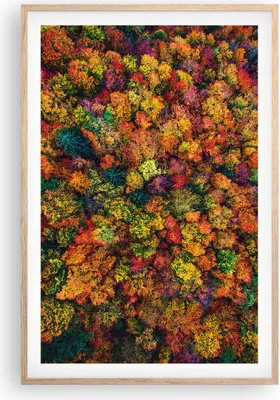 Produktbild von Gerahmtes Poster - Rahmen in heller Eiche - Herbst Perspektive Vogel - 61x91,5 cm - Wand Bild - Wanddeko - Wandbilder - Kunstposter - Wandposter - Bilderrahmen - Bilder - Kunstdruck - P2NPA61x91-4478