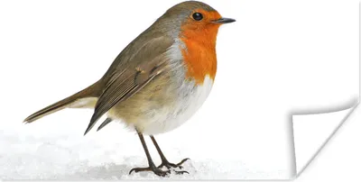 Produktbild von MuchoWow® Poster Rotkehlchen - Schnee - Weiß 120x60 cm - Bild