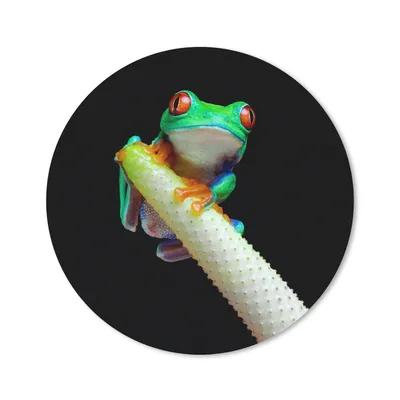 Produktbild von MuchoWow® Mauspad Mousepad Frosch - Tier - Pflanze 40x40 cm - Mousepads - Maus Mat - Pad - Mausunterlage - Schreibtisch Accessoires