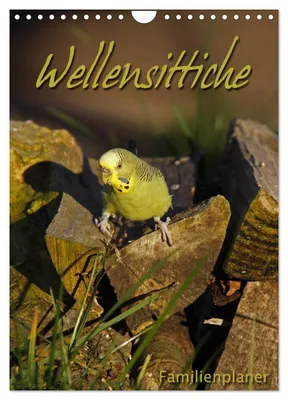 Produktbild von Wellensittiche (Wandkalender 2027 DIN A4 hoch), CALVENDO Monatskalender