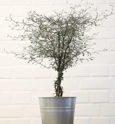 Produktbild von Zickzackstrauch (Corokia cotoneaster), 30-40 cm, Cont. 2 l