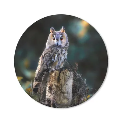 Produktbild von MuchoWow® Mauspad Mousepad Eule - Herbst - Vogel - Äste 20x20 cm - Mousepads - Maus Mat - Pad - Mausunterlage - Schreibtischmatte