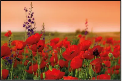 Produktbild von Wallario Wandbild Mohnblumen auf dem Feld, Größe: 61 x 91,50 cm, Poster mit schwarzem Aluminiumrahmen