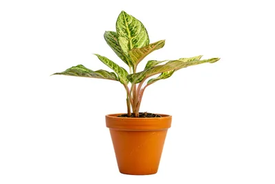 Obrázek produktu pro Gardners Aglaonema Eyecatcher, průměr 12 cm
