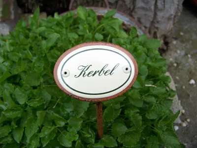 Produktbild von Kräuternamenschild Emaille Kerbel