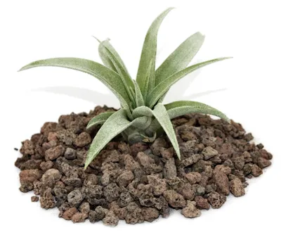 Obrázek produktu pro Tillandsia capitata – rostlinka – malá