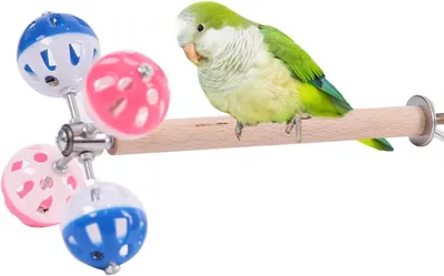 Image de SolidKeus - Support pour oiseaux avec perchoir en bois naturel