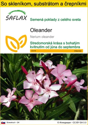 Obrázok produktu pre SAFLAX Kultivačný set - oleander - Nerium oleander - 50 Semená - S mini skleníkom, pestovateľským substrátom a 2 črepníkmi