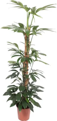 Produktbild von Filodendron Dračí chvost Machová tyčinka - 150 cm - Ø27