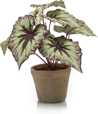 Produktbild von artplants.de Kunstpflanze Blattbegonie Meira im Terracottatopf, grün-violett, 25cm - Deko Buntnessel