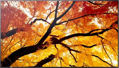 Sharp MultiSync M322 Digital Signage Flachbildschirm 81,3 cm (32") LCD 550 cd/m² Full HD Schwarz