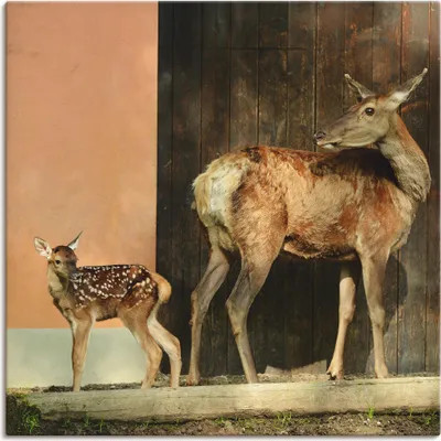 Produktbild von ARTland Leinwandbild Reh mit Kitz Größe: 70x70 cm