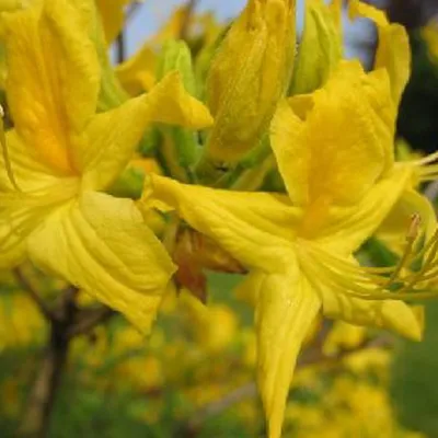 Image de Azalée jaune - Azalea knaphill  | 40-50 cm en conteneur