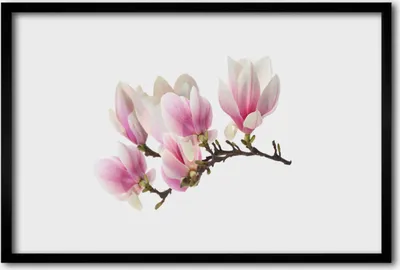Produktbild von Bild 60x40 MDF-Rahmen Wandkunst Blumen Pflanzen Natur