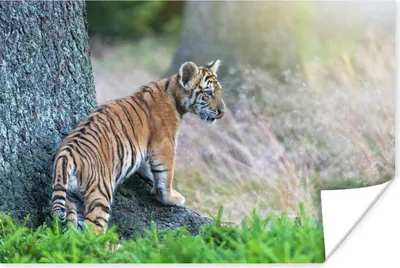 Produktbild von MuchoWow® Poster Tigerjunges im Wald 30x20 cm - Plakate - Print