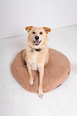 Produktbild von Coco Teddy– entzückendes, rundes Hund- und Katzenkissen, waschbar, Farbe Hellbeige, Größe M