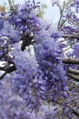 Produktbild von Chinesischer Blauregen Wisteria sinensis 'Prolific' 2 Pflanzen Ø15cm 65cm hoch