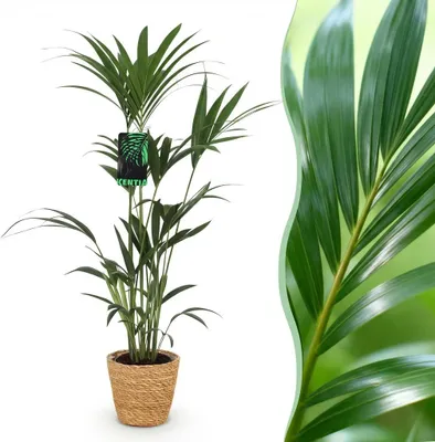 Produktbild von Green boutiQ - Zimmerpflanze - Howea Forsteriana - Kentia-Palme - Wenig Pflege - Grün - 1 Pflanze - mit Korb - Topf 21cm - Höhe 120-130cm