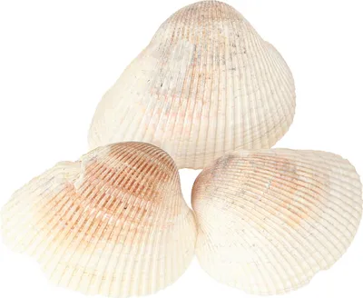 Produktbild von Maritime Deko Muscheln für kreative Gestaltung und Sommerstimmung