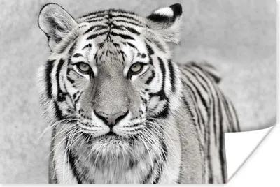 Produktbild von MuchoWow® Poster Tiger - Natur - Schwarz - Weiß 120x80 cm - Bilder