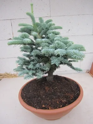 Produktbild von Silbertanne Wiesmoornixe - Edeltanne - Abies procera - 20-25