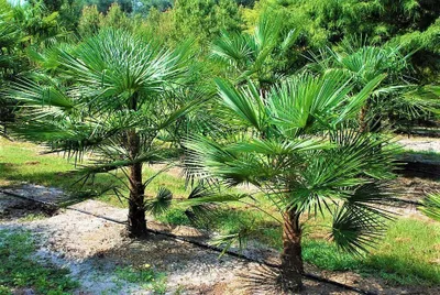 Extrem Frostharte Trachycarpus geminisectus bis 160cm Frosthart bis -19 Grad