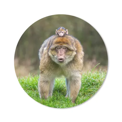 Produktbild von MuchoWow® Mauspad Mousepad Tier - Affe - Baby 40x40 cm - Mousepads - Maus Mat - Pad - Mausunterlage - Schreibtisch Accessoires